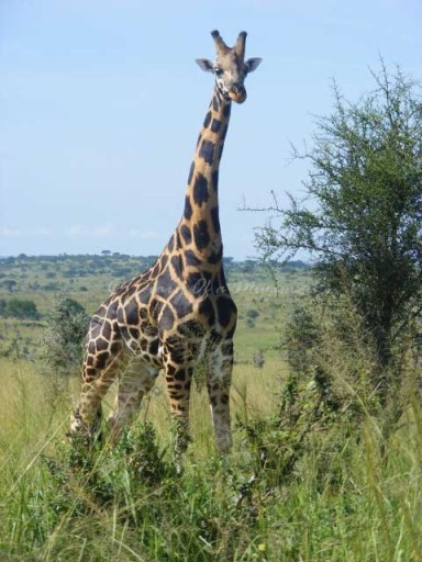 Rothschild's Giraffe Murchison Falls National Park Rothschild's Giraffe Murchison Falls National Park. Uganda travel blog
