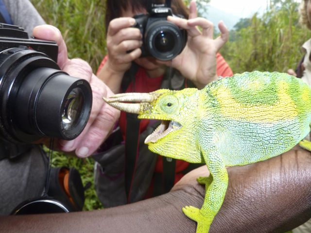 Three-horned Chameleon putting on a show. rwenzori trekking ruwenzori rwenzori trekking ruwenzori