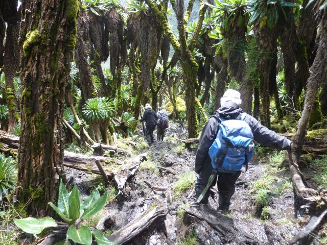 rwenzori trekking giant Lobelia rwenzori trekking giant Lobelia