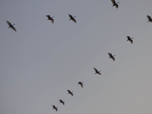 flock of Sacred Ibis River Nile flock of Sacred Ibis River Nile