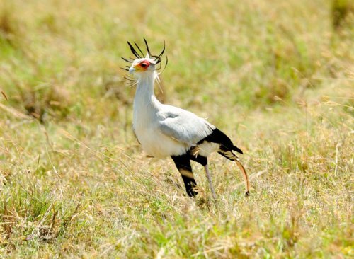 Secretary Bird. Lake Elmenteita Serena Camp. Soysambu Conservancy