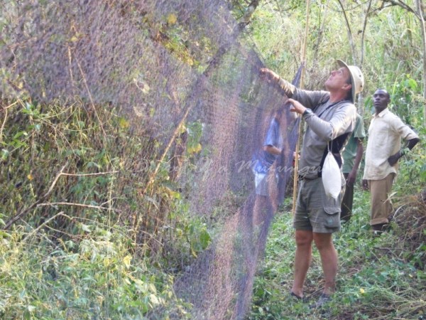 mist nets forest edge Kibale Forest National Park, Sunbird Hill