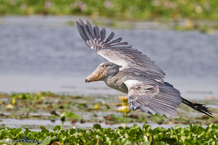 Shoebill Stork in flight. PHOTO Ronan Donovan and Wild Frontiers Uganda www.wildfrontiers.co.ug