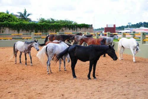 Speke Equestrian Centre pony camp Kampala Speke Equestrian Centre pony camp Kampala