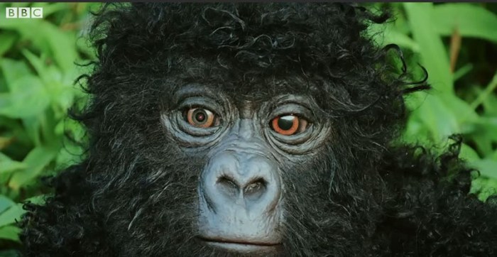 "Spy in the Wild" is a BBC series. This animatronic mountain gorilla was filmed in Bwindi Impenetrable Forest, Uganda