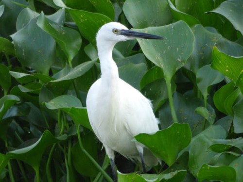 Little Egret. Birdwatching River Nile Little Egret. Birdwatching from a boat on the River Nile