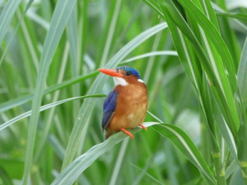 Malachite kingfisher, Jinja, Uganda birds Malachite kingfisher, Jinja, Uganda birds