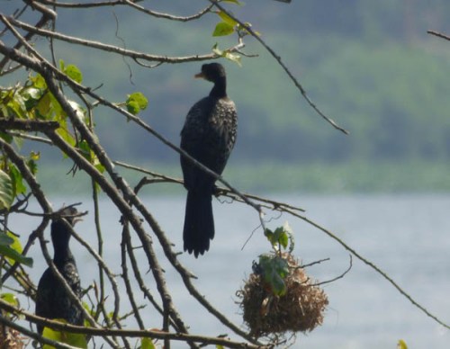 Long-tailed cormorants Jinja Long-tailed cormorants Jinja