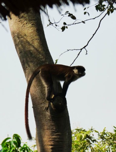 Red-tailed monkey. The Haven Jinja Red-tailed monkey. The Haven Jinja