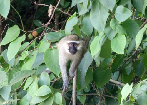 Vervet monkey along the River Nile Vervet monkey along the River Nile
