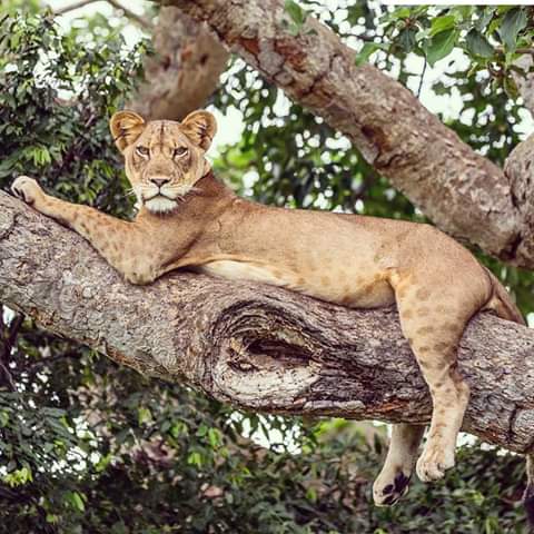 Tree climbing lion. PHOTO Manya Africa Tours Uganda safaris