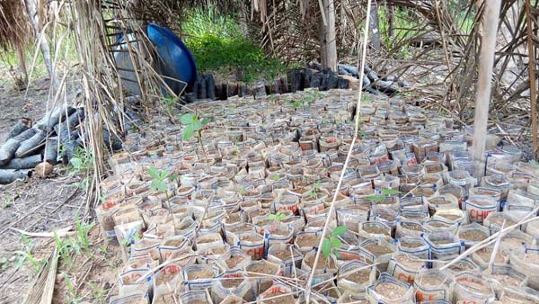 Tree seedlings public nursery bed Kabwoya, Hoima District Tree seedlings public nursery bed Kabwoya, Hoima District