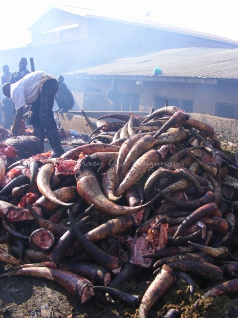 Heaps of body parts whereever we looked in Kalerwe Abattoir, Kampala Heaps body parts Kalerwe Abattoir, Kampala