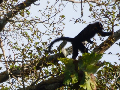 Uganda Mangabey, Sunbird Hill, Kibale Forest edge. Charlotte Beauvoisin