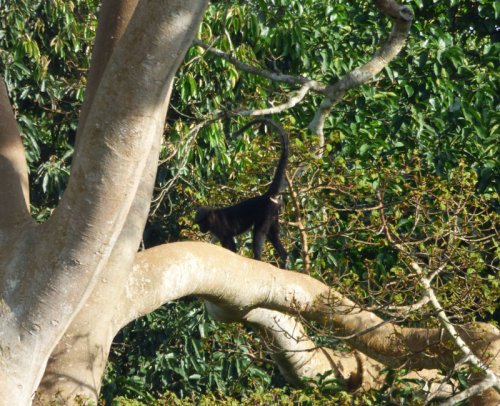 Uganda Mangabey, Kibale Forest edge. Diary of a Muzungu