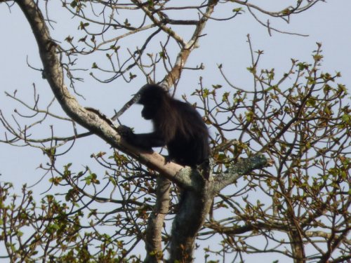 Uganda Mangabey, Kibale Forest edge. Diary of a Muzungu