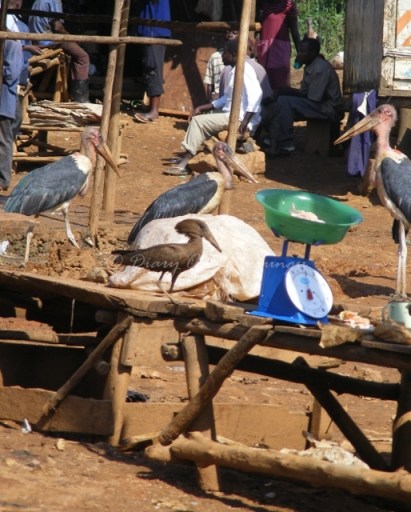 Nature Uganda Vulture Count Nature Uganda Vulture Count Kampala