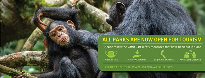 Uganda Wildlife Authority. Parks are now open 2020. Protect our primates. Follow the COVID-19 safety measures.