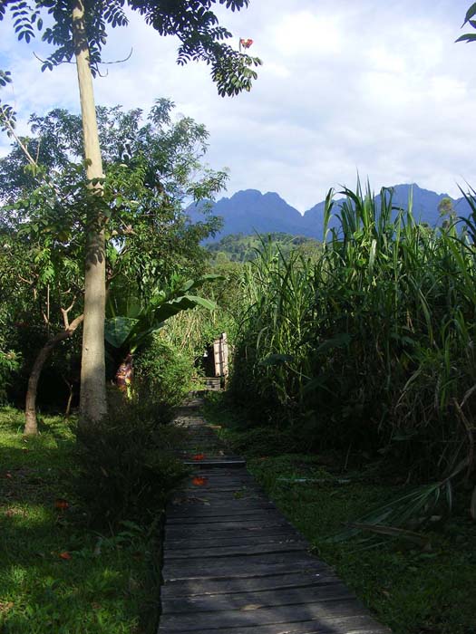 Sunlight boardwalk Ruboni Camp. Outline Rwenzori Mountains Sunlight boardwalk Ruboni Camp. Outline Rwenzori Mountains