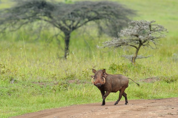 pemba warthog Nairobi National Park pemba warthog Nairobi National Park