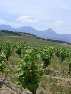 Waterkloof Winery, vineyard. Western Cape