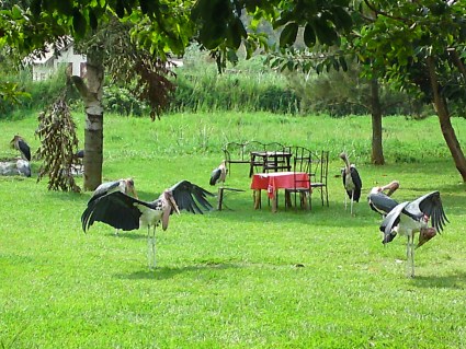 Quiet gardens on the edge of Lake Victoria at Beach House Event Gardens, Ggaba - can get busy at week-ends Guide to eating fish, Lake Victoria - Diary of a Muzungu