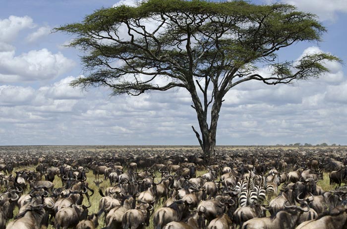 Wildebeest Migration Safari Zebra. PHOTO Manya Africa Tours