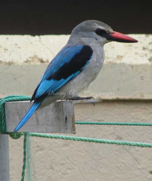 Woodland Kingfisher birdwatching Kampala