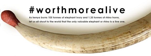Kenya ivory burning #worthmorealive Kenya ivory burning #worthmorealive